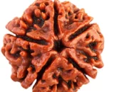 Five Mukhi Rudraksha