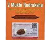 2 Mukhi Rudraksha