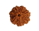 seven mukhi rudraksha