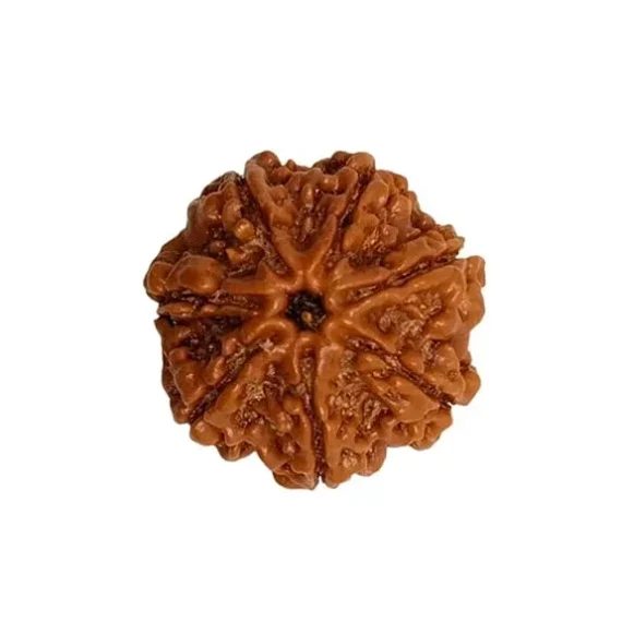 seven mukhi rudraksha