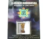 14 mukhi rudraksha