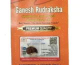 rudraksha