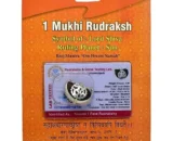 1 Mukhi Rudraksha