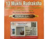 13 Mukhi Rudraksha