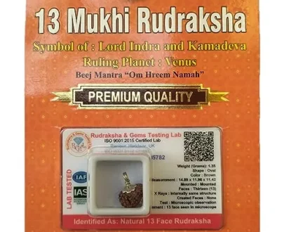 13 Mukhi Rudraksha