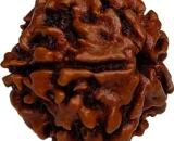 panchmukhi rudraksha