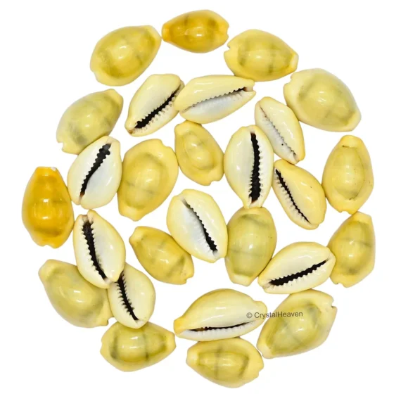 Cowrie Shells