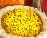 Haldi ke gaanth